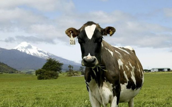 A black and white spotted dairy cow, stood in a green field in front of a mountain