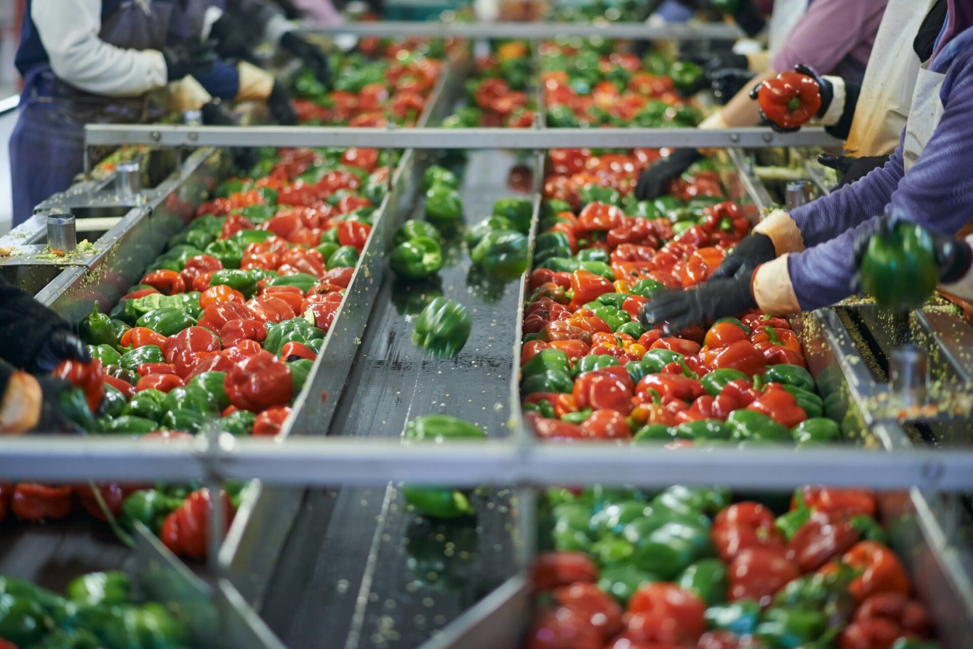 Food Processing Equipment NZ: A Guide to Choosing New or Used Machinery